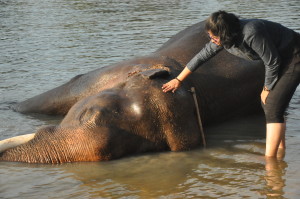 Elephant Bathing - So much fun