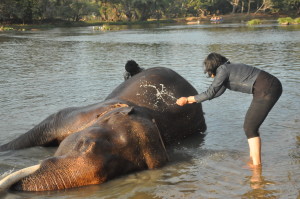 Elephant Bathing - Let's clean you up, big fellow!